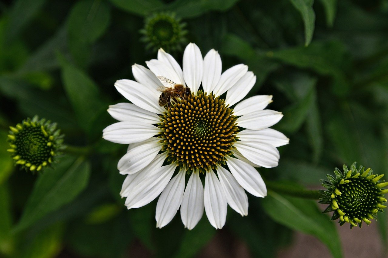 Best Plants for a Beautiful Summer Garden